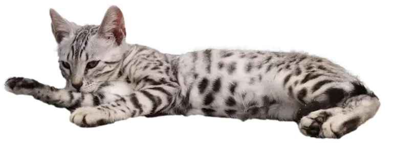 chat couché bengal chatterie pension professionnel familial 1985 depuis