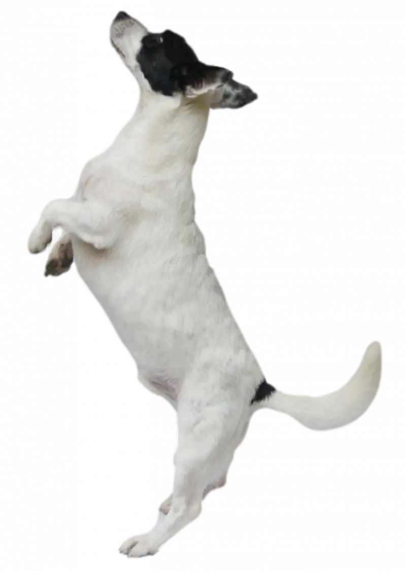 Chien debout pension chenil garderie de jour