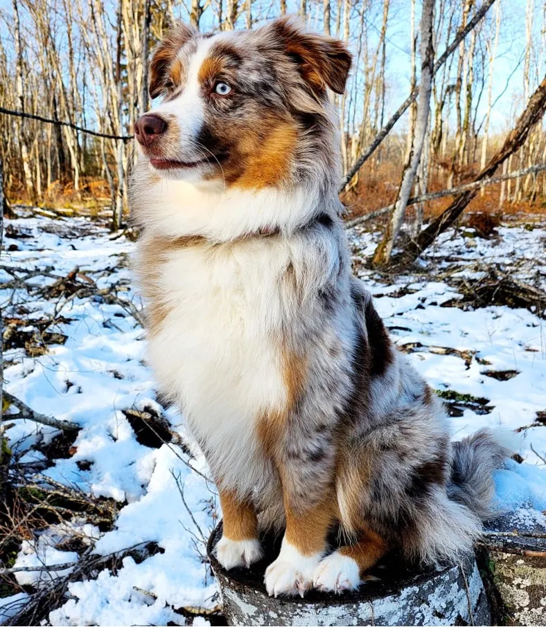 Berger australien americain pension chien garderie de jour professionnelle et familiale