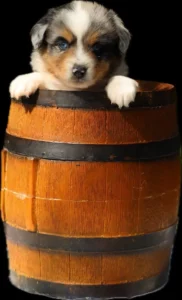 chiot dans tonneau chenil pension lorelei bussigny garderie de jour familiale et professionnelle depuis 1985