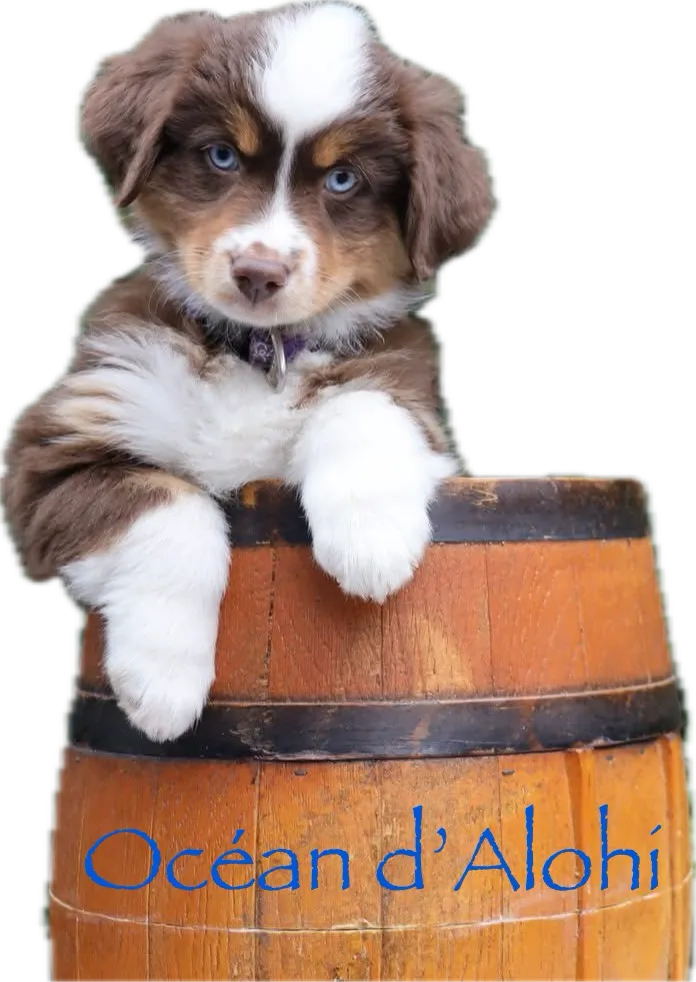 chiot mini américain tonneau élevage familial professionnel ocean-alohi.ch