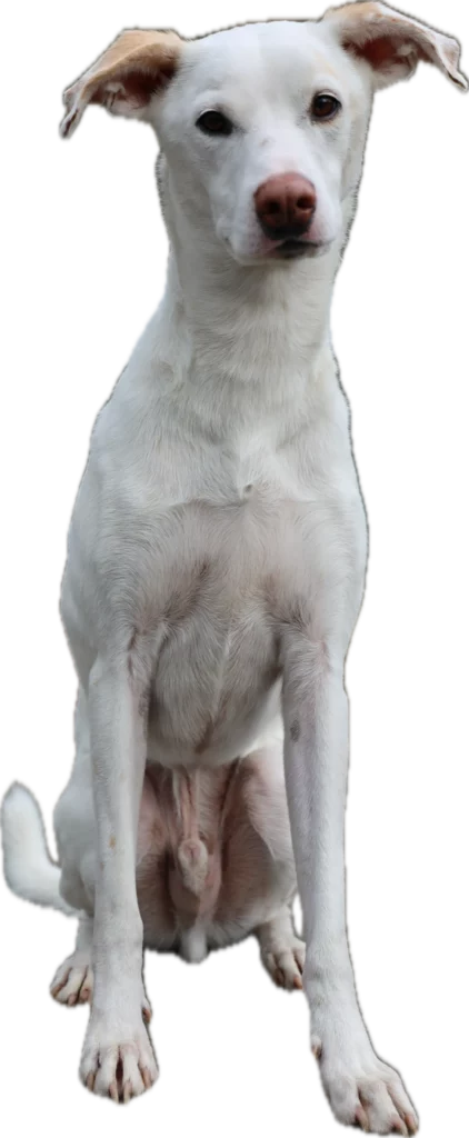 chien croisé pension chiens et garderie de jour professionnelle et familiale depuis 1985