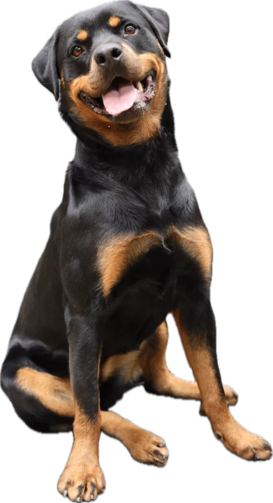 rottweiler assis pension chiens garderie de jour bussigny