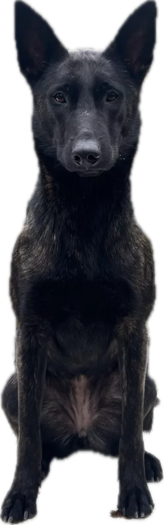 chien debout pension chien et chats à bussigny garderie de jourmonchien.ch