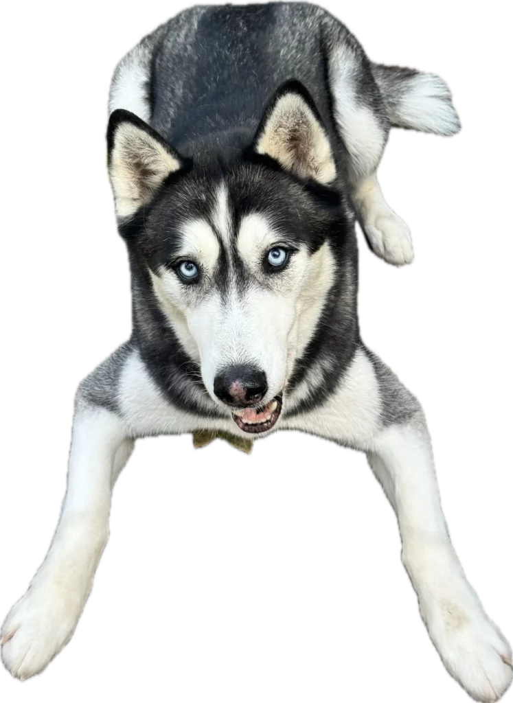 chien husky couché - garderie de jour pension chien professionnelle et familiale depuis 1985