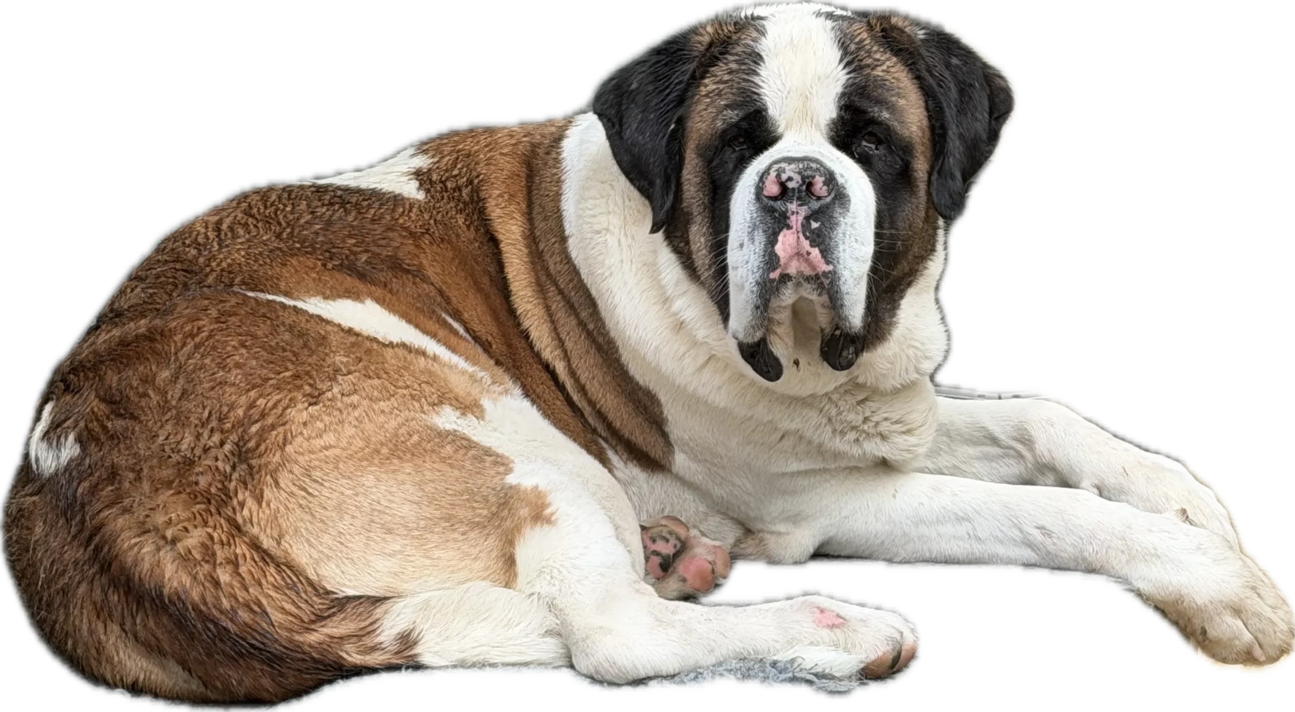 Saint bernard couché pension professionnelle