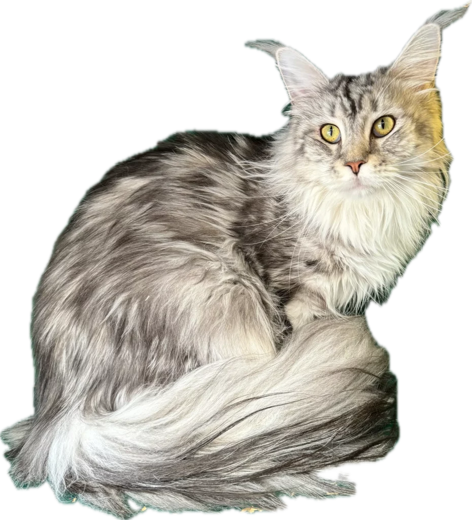 Chat assis chatterie chenil pension bussigny familiale et professionnelle