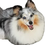 Shetland garderie de jour pension familiale et professionnelle