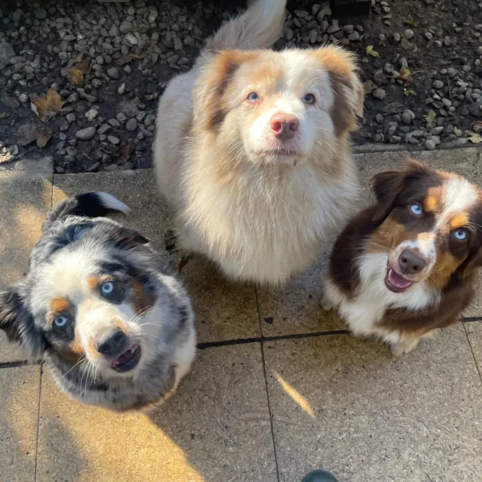Chenil lorelei pension chiens professionnelle familiale bussigny