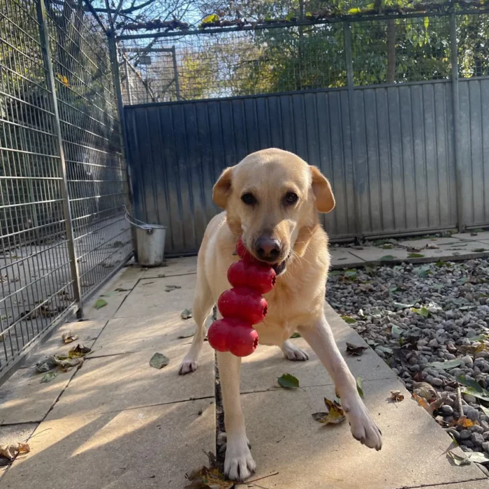 Chenil lorelei pension chiens professionnelle familiale bussigny