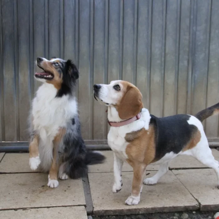 Chenil lorelei pension chiens professionnelle familiale bussigny