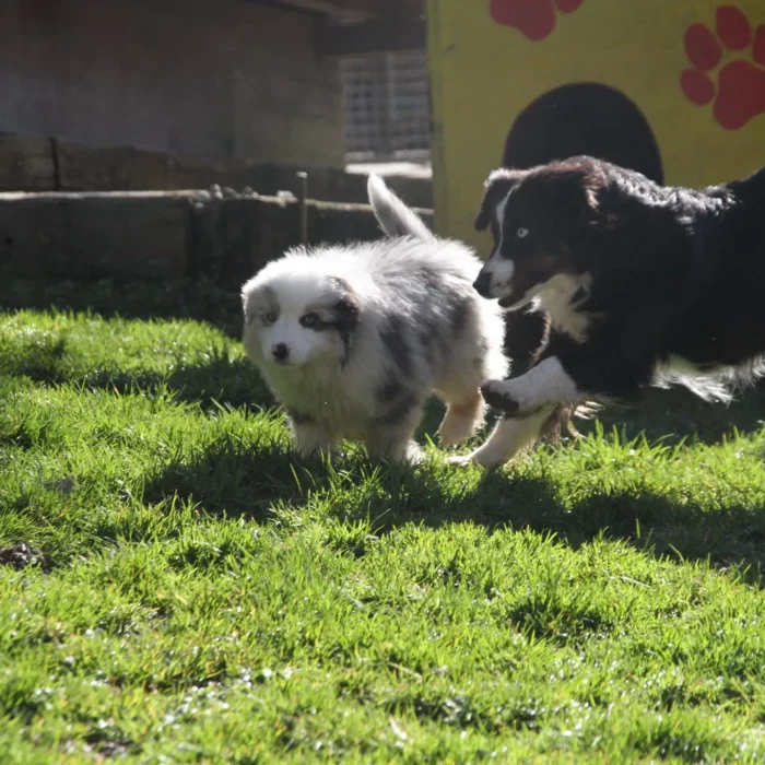 Chenil lorelei pension chiens professionnelle familiale bussigny