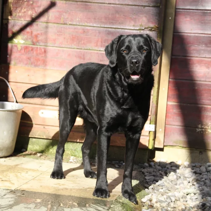 Chenil lorelei pension chiens professionnelle familiale bussigny