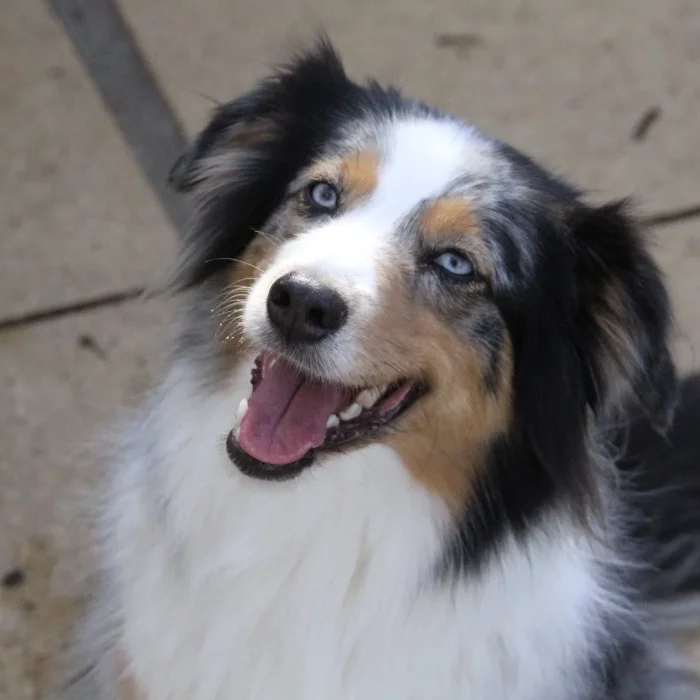Chenil lorelei pension chiens professionnelle familiale bussigny