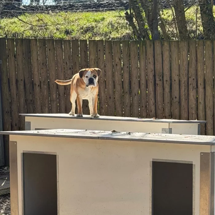 Chenil lorelei pension chiens professionnelle familiale bussigny