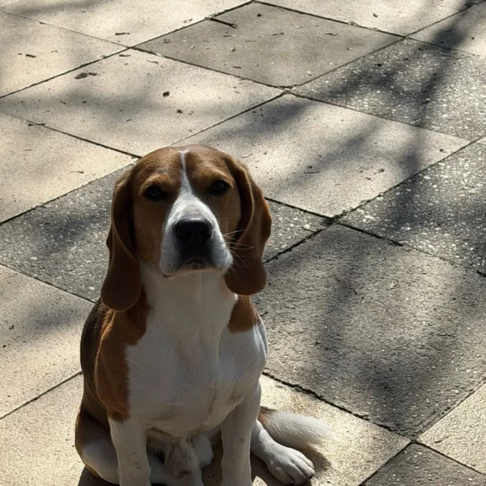 Chenil lorelei pension chiens professionnelle familiale bussigny