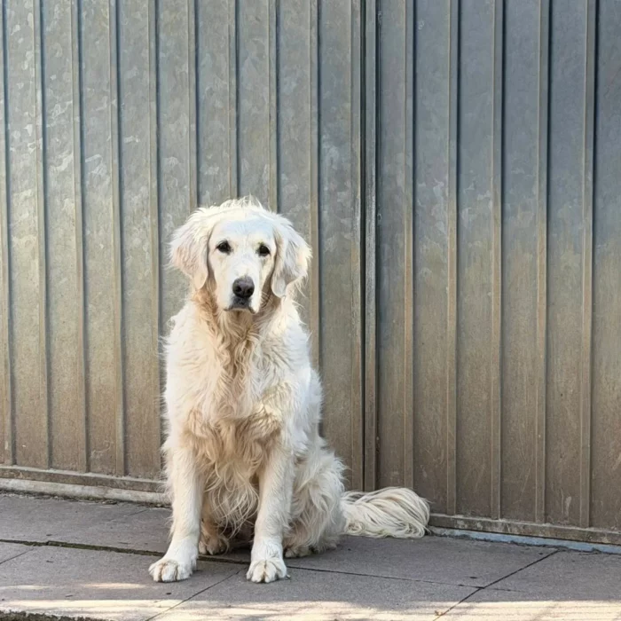 Chenil lorelei pension chiens professionnelle familiale bussigny