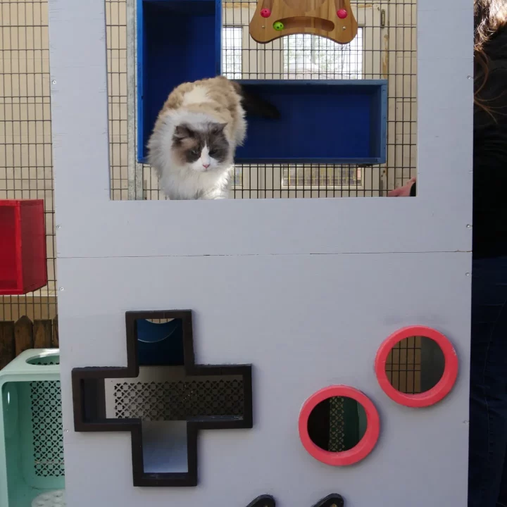 chat sur meuble gameboy chatterie profesionnelle familiale bussigny